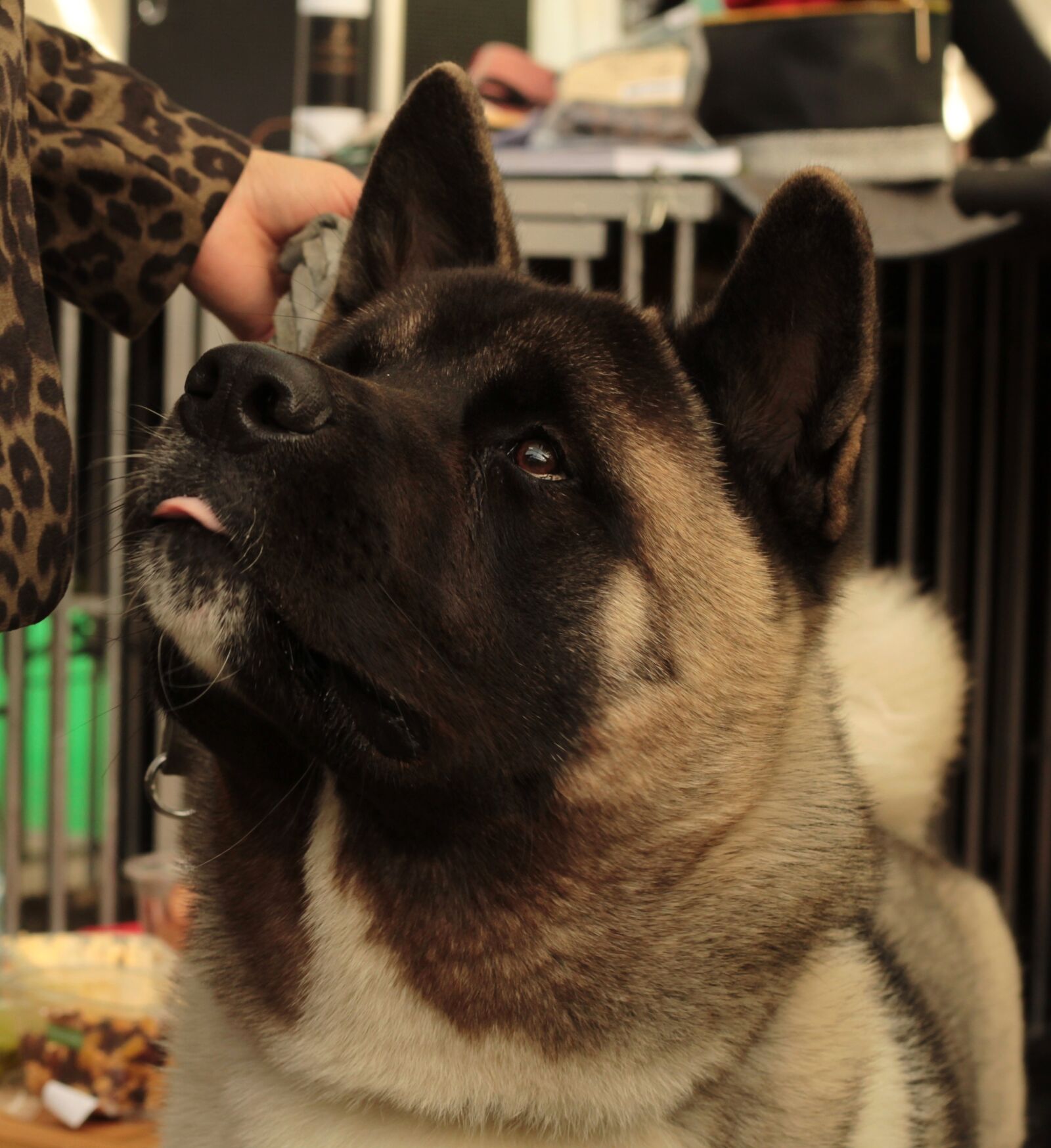 Canon EOS 600D (Rebel EOS T3i / EOS Kiss X5) + Canon EF 50mm F1.8 STM sample photo. Dogshow, large, portrait photography