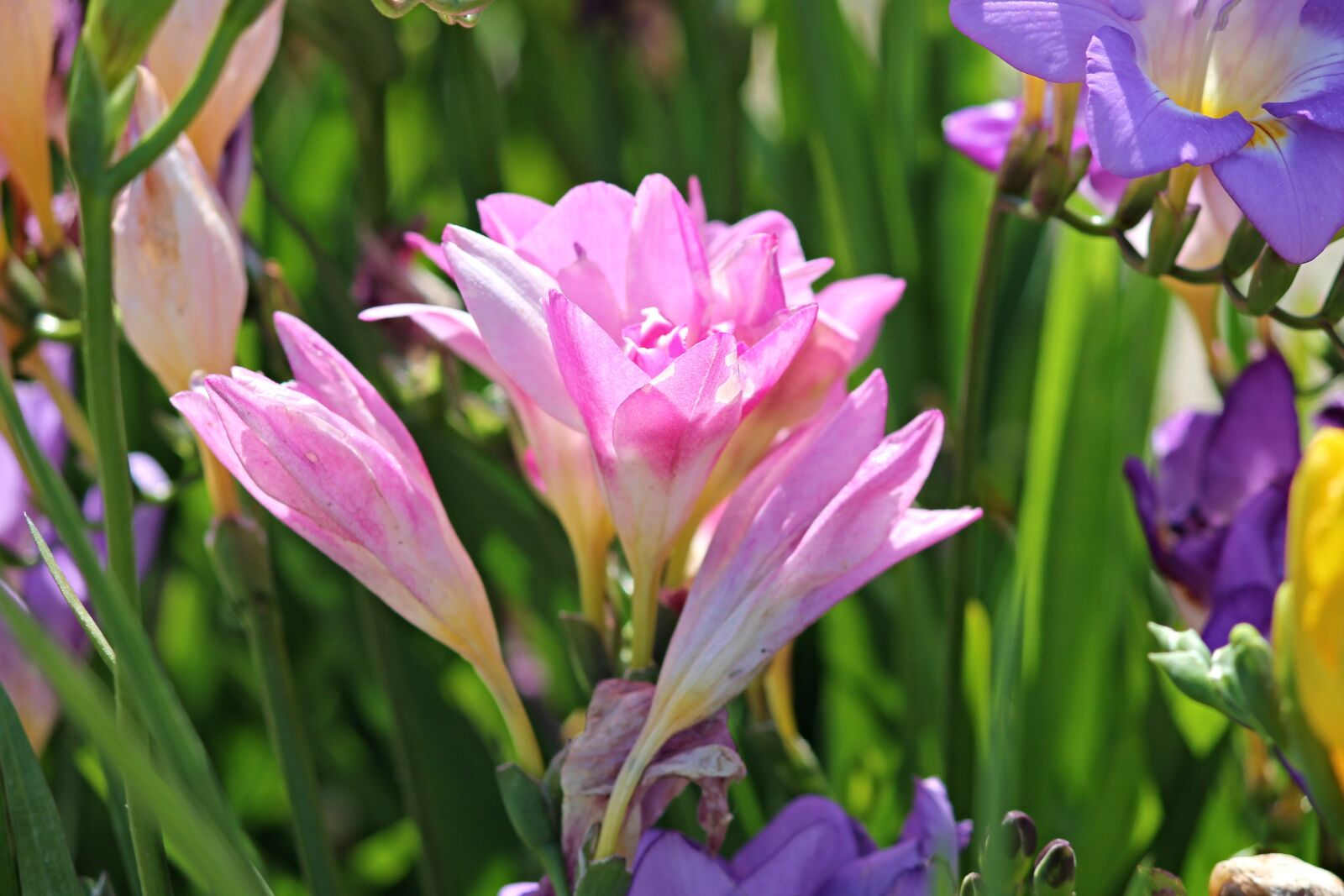 Canon EOS 1100D (EOS Rebel T3 / EOS Kiss X50) sample photo. Freesia, schnittblume, flower photography