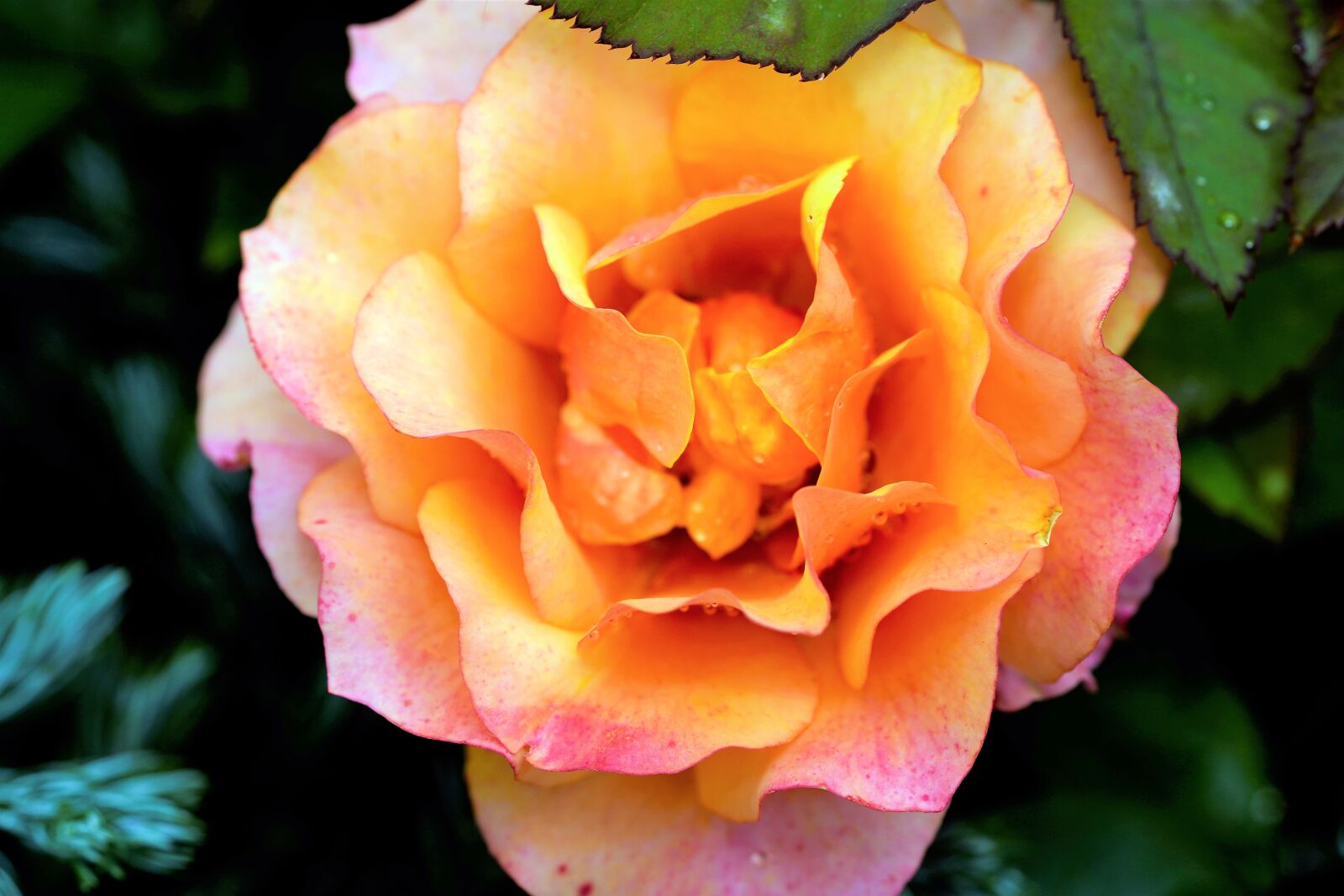 Sony a7R III + Sony FE 90mm F2.8 Macro G OSS sample photo. Romance, rose, love photography