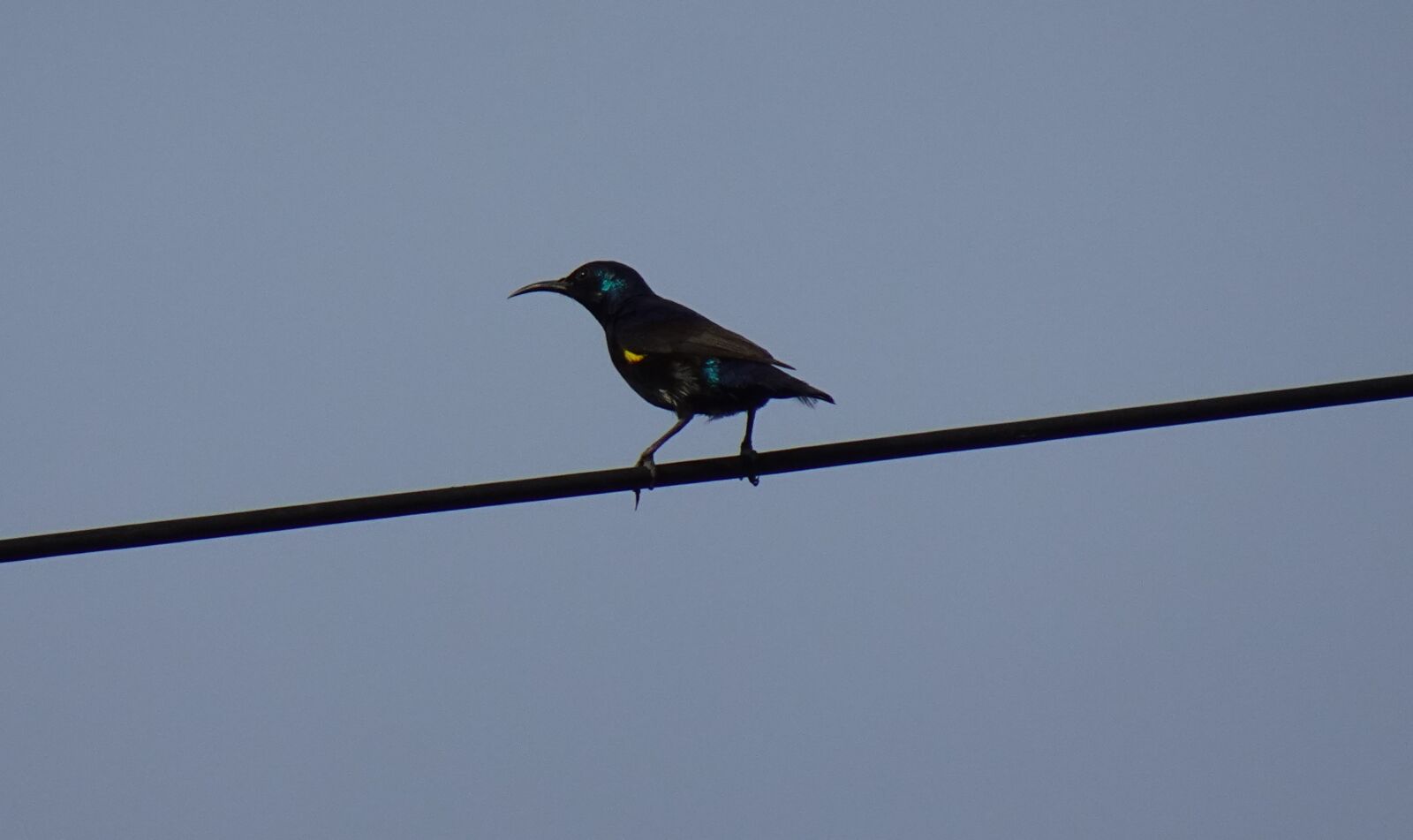 Sony DSC-WX800 sample photo. Bird, purple sunbird, cinnyris photography