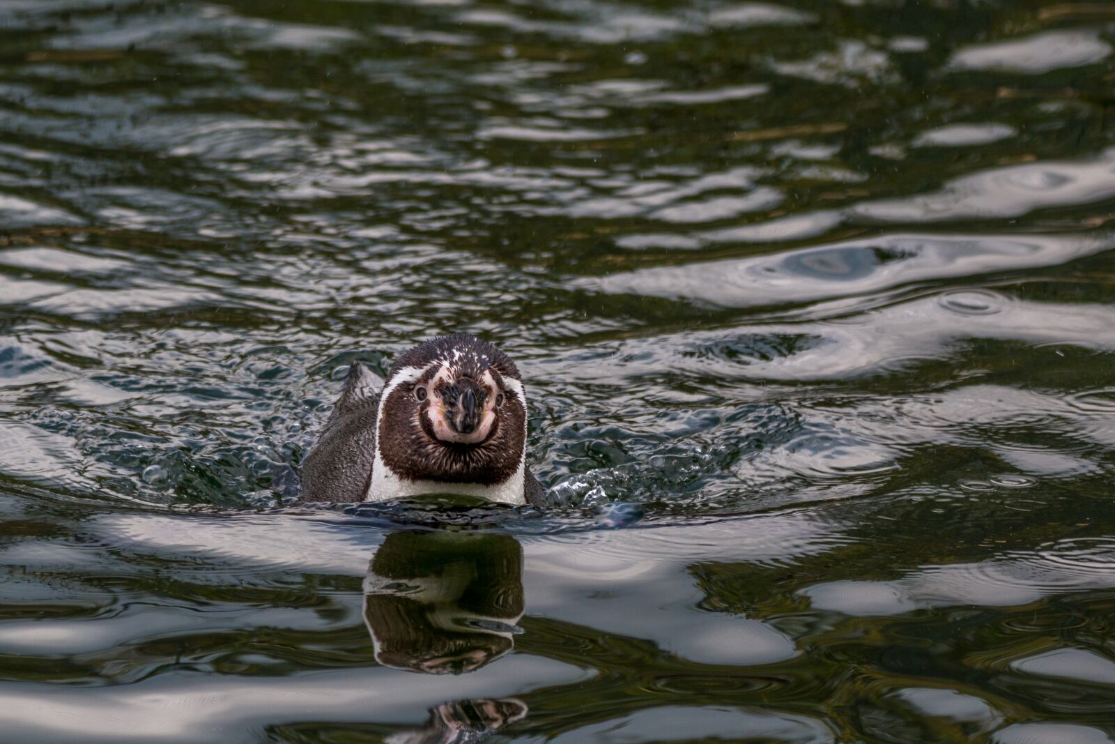 150-600mm F5-6.3 DG OS HSM | Contemporary 015 sample photo. Humboldt penguin, swim, penguin photography