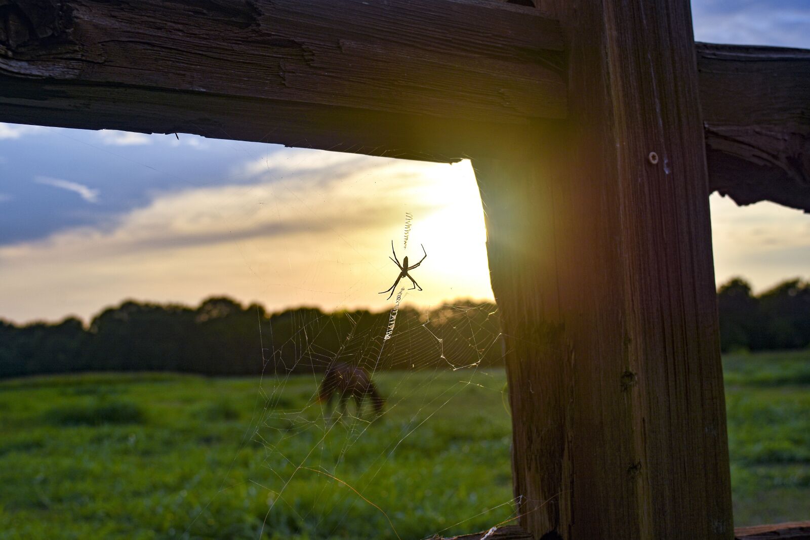 Nikon D7200 sample photo. Spider, spiderweb, web photography