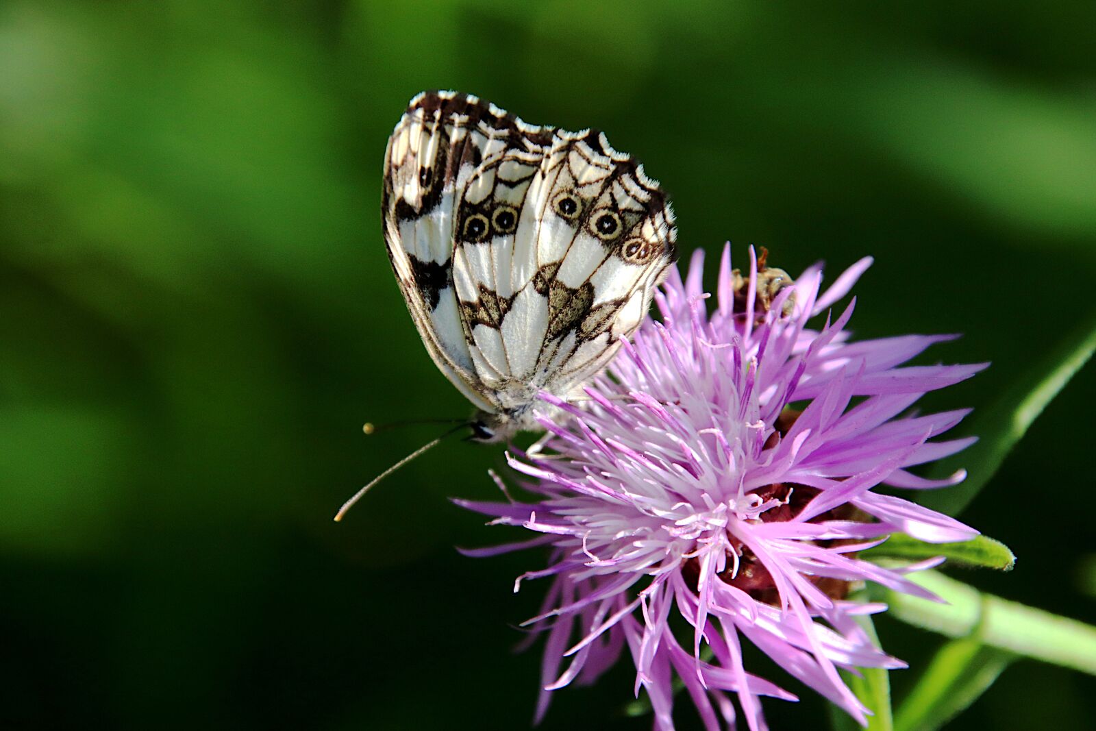 Canon EOS 800D (EOS Rebel T7i / EOS Kiss X9i) sample photo. Butterfly, insects, animals photography