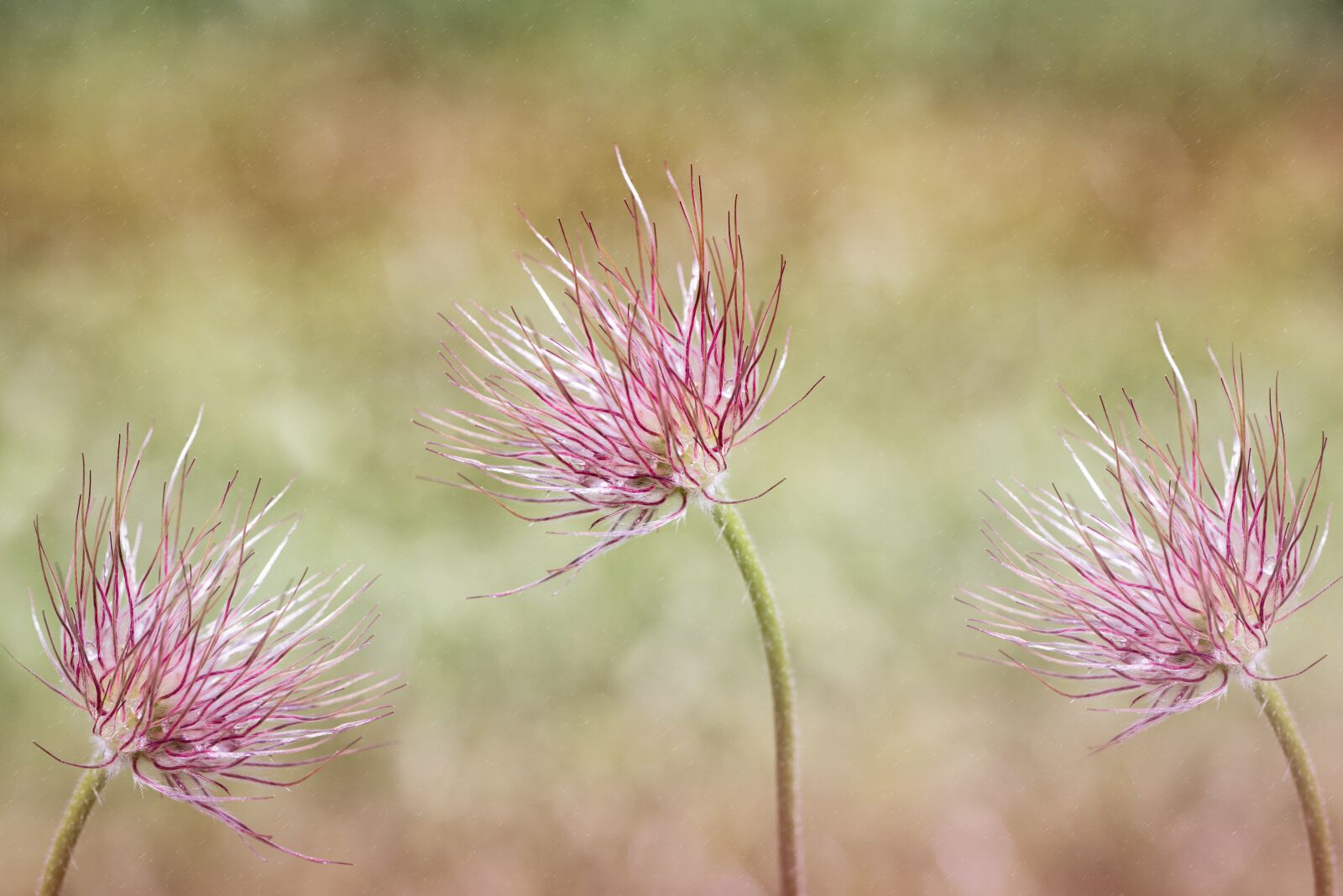 Nikon D750 sample photo. Common pasque flower, pulsatilla photography