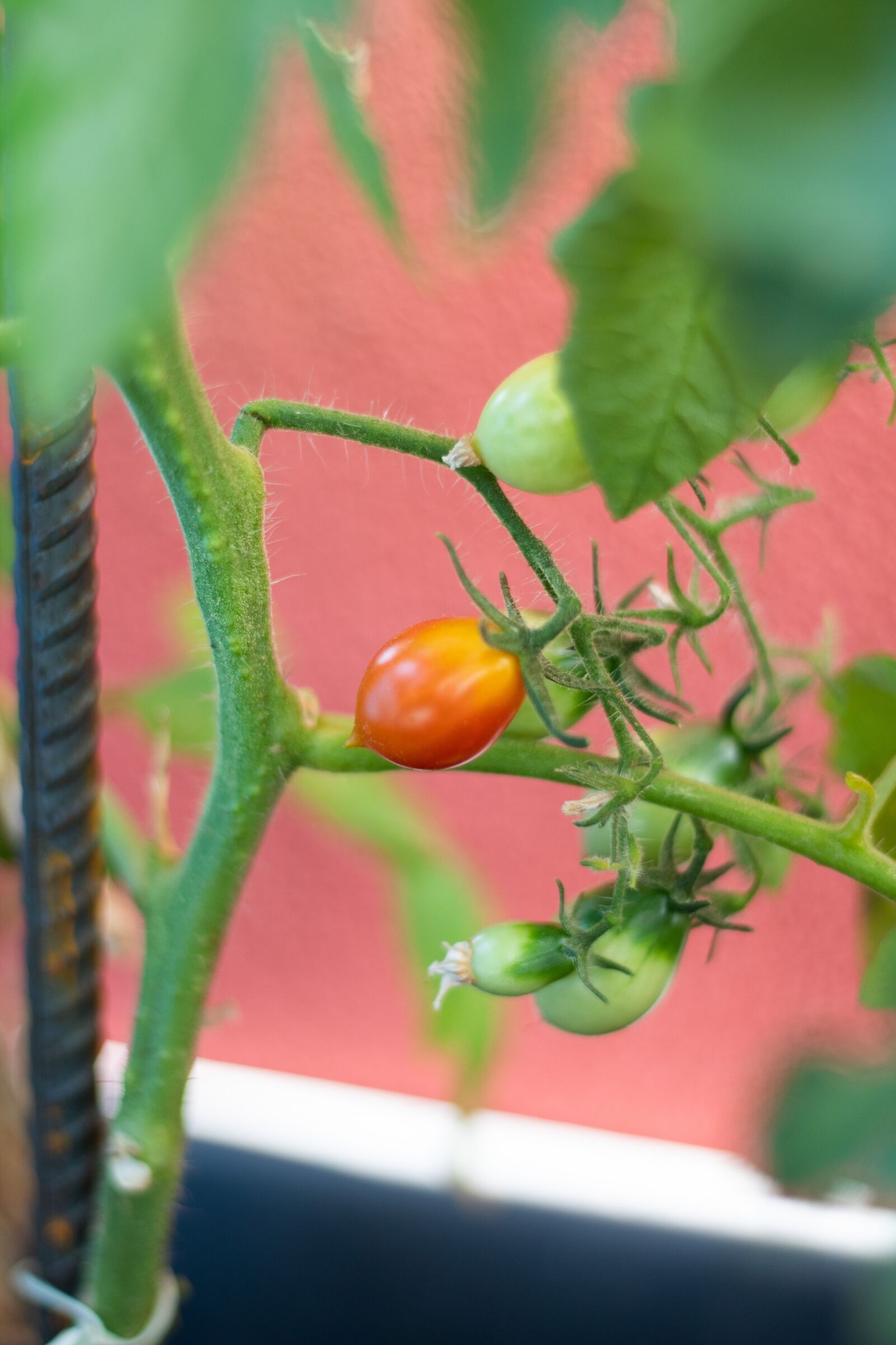Canon EOS 1300D (EOS Rebel T6 / EOS Kiss X80) + Canon EF 50mm F1.8 STM sample photo. Tomato, nature, foodstuffs photography