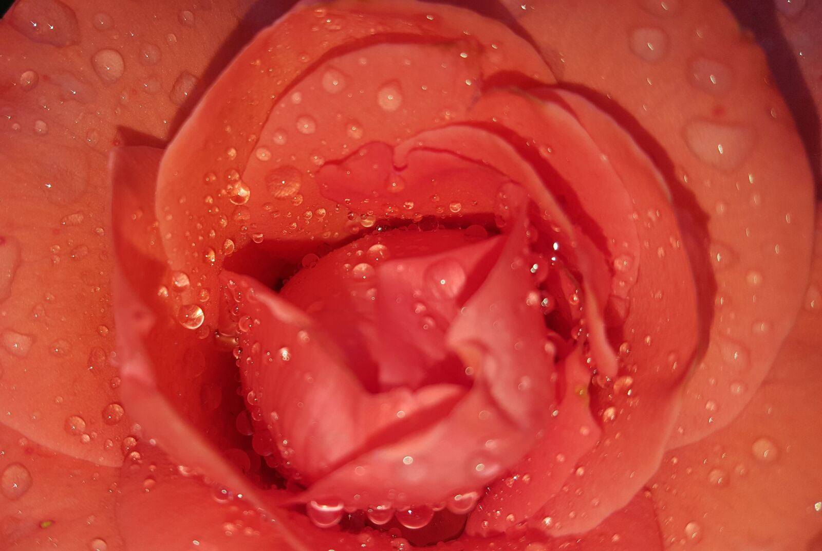 Samsung GALAXY S6 edge sample photo. Rose, flower, garden photography