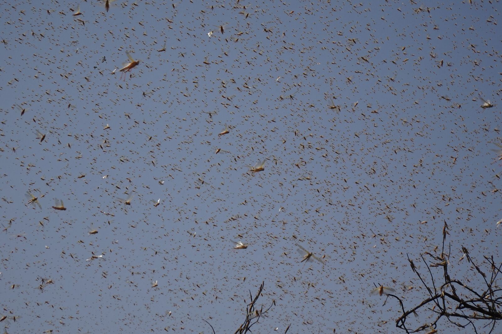 Sony DSC-WX800 sample photo. Locust, desert locust, pest photography