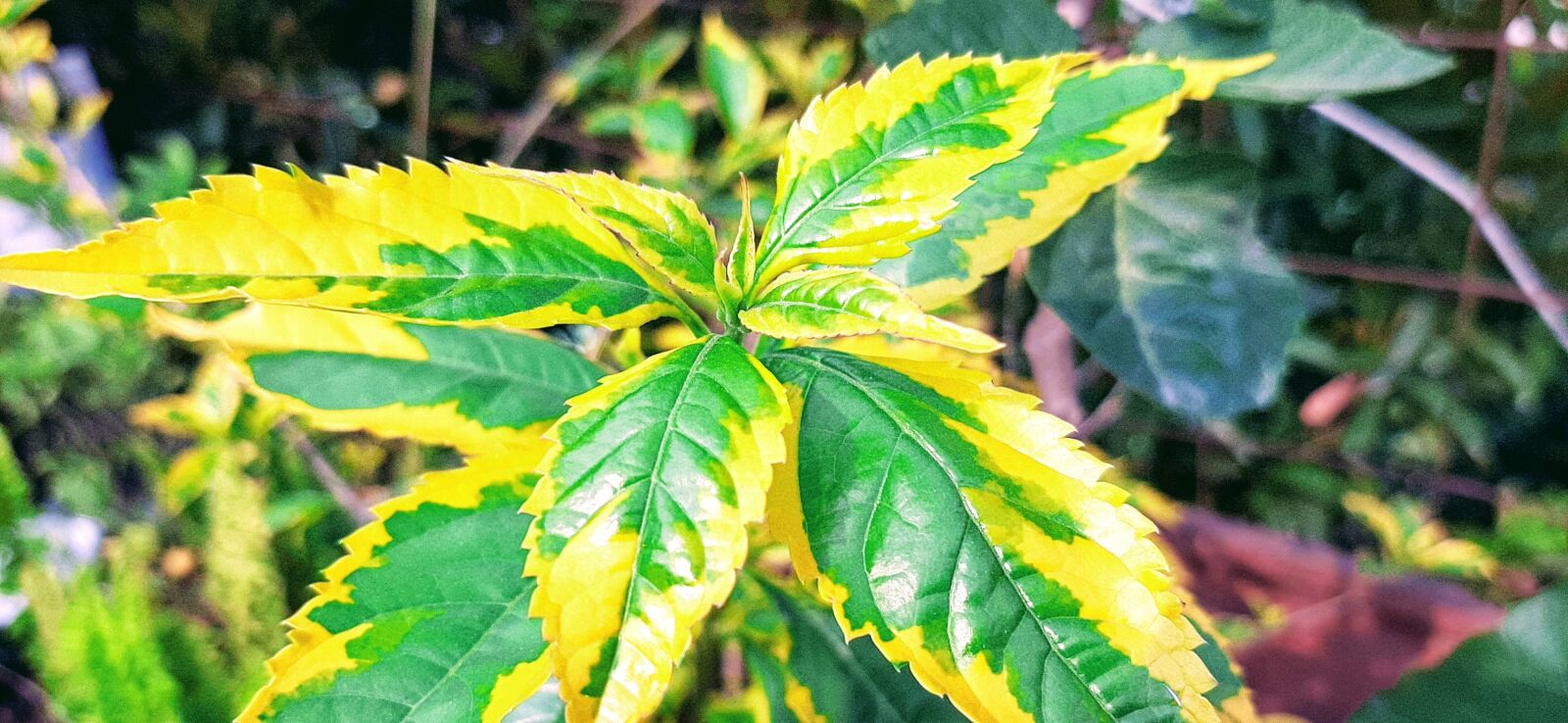 Samsung Galaxy A50 sample photo. Leaf, nature, nursery photography