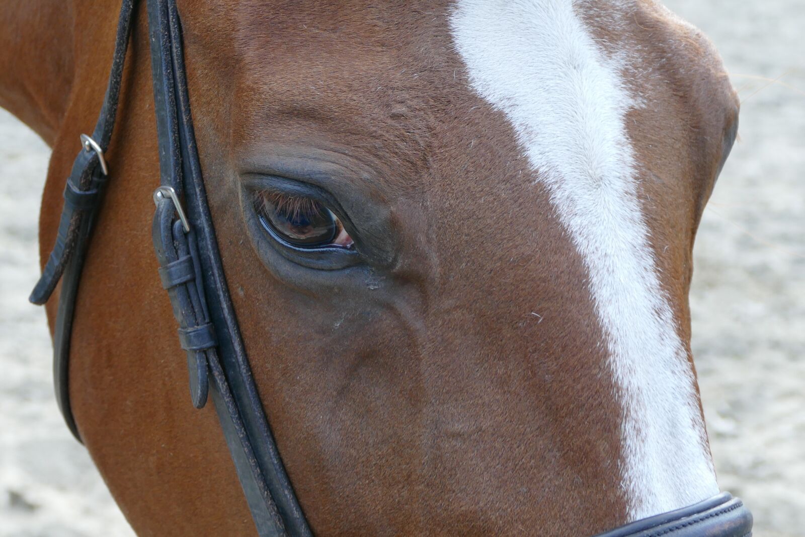 Panasonic Lumix DMC-FZ1000 sample photo. The horse, chestnut, pony photography