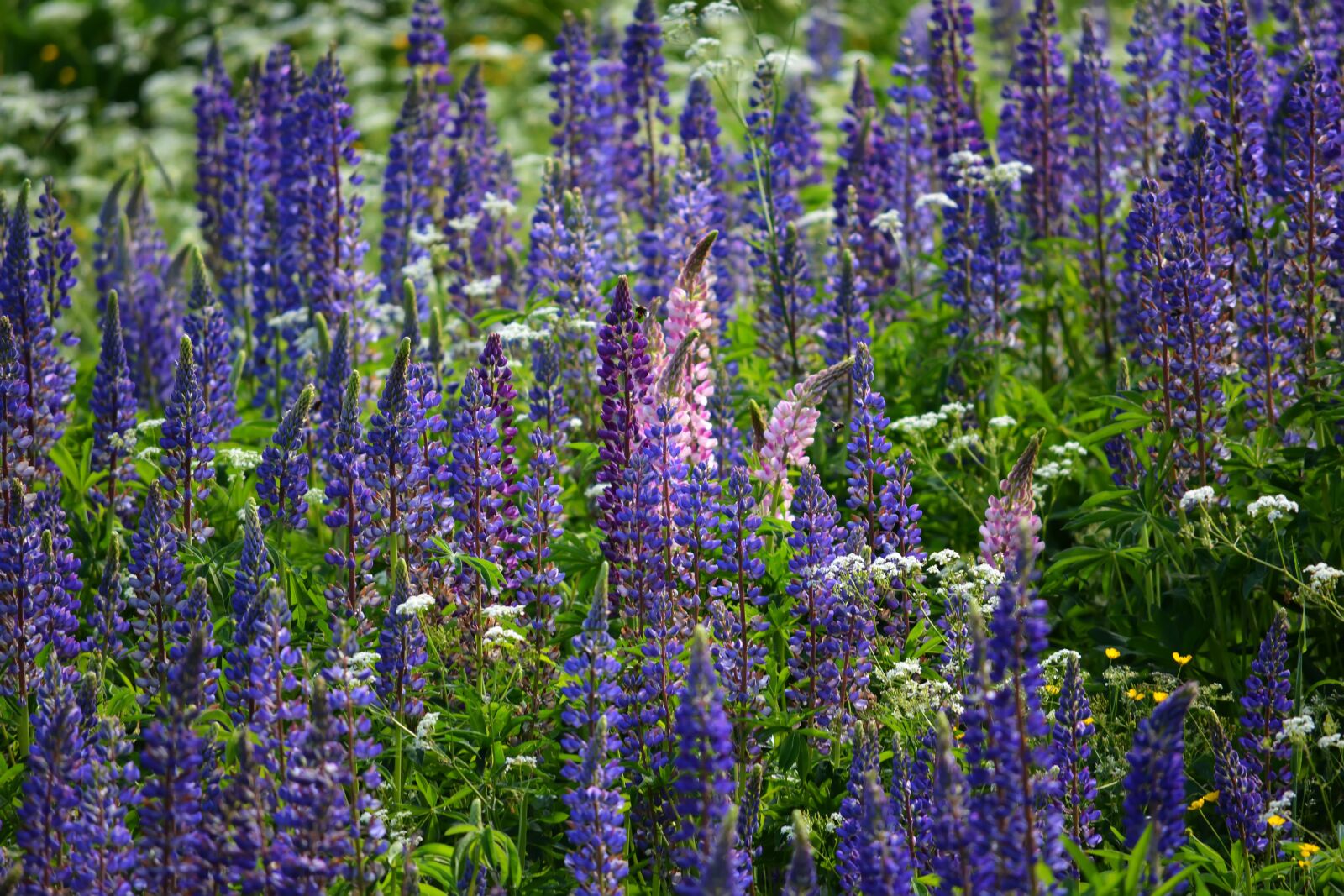 Nikon D5200 sample photo. Grass, field, lupine photography