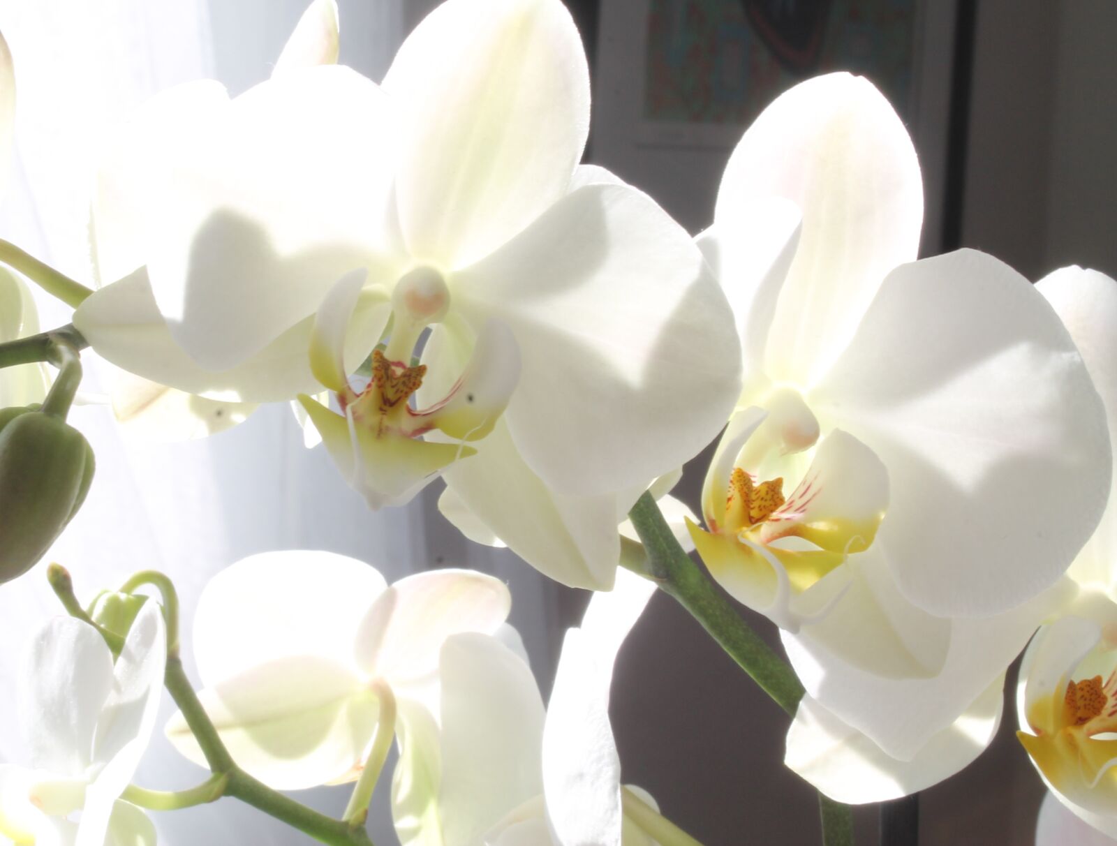 Canon EOS 1100D (EOS Rebel T3 / EOS Kiss X50) sample photo. Orchid, flower, beautiful photography