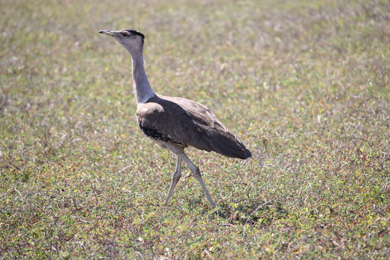 Canon EOS 1000D (EOS Digital Rebel XS / EOS Kiss F) sample photo. Australia, native, bird photography