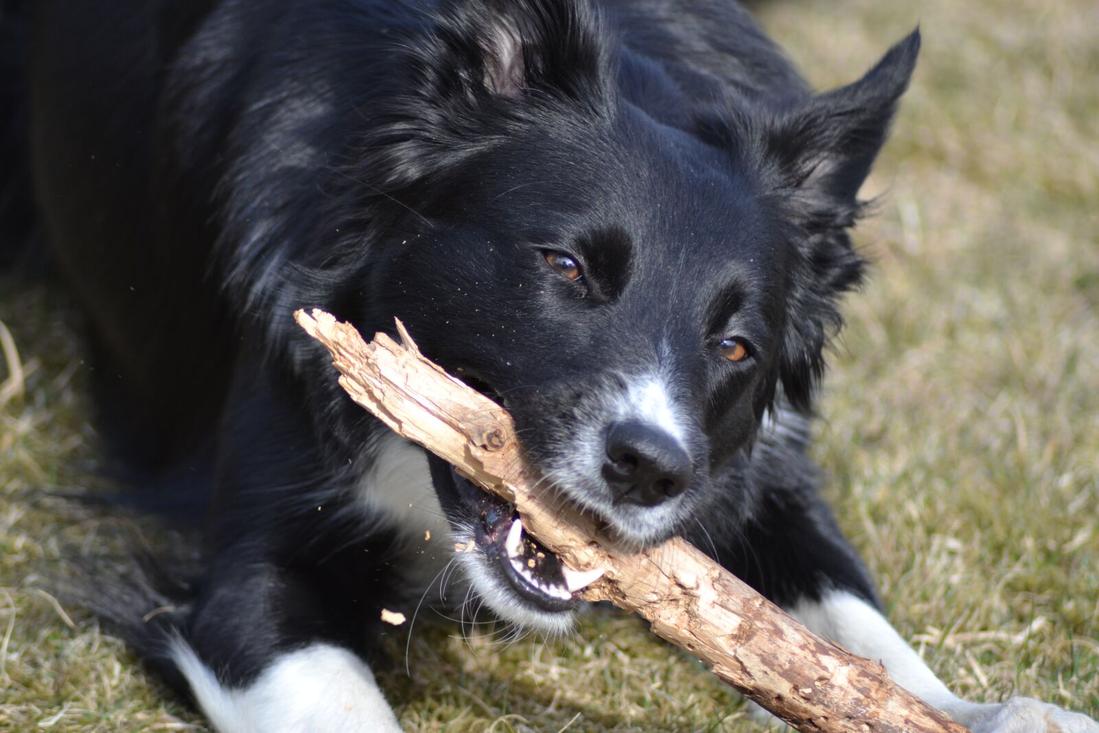 Nikon D3100 sample photo. Dog, border collie, stick photography