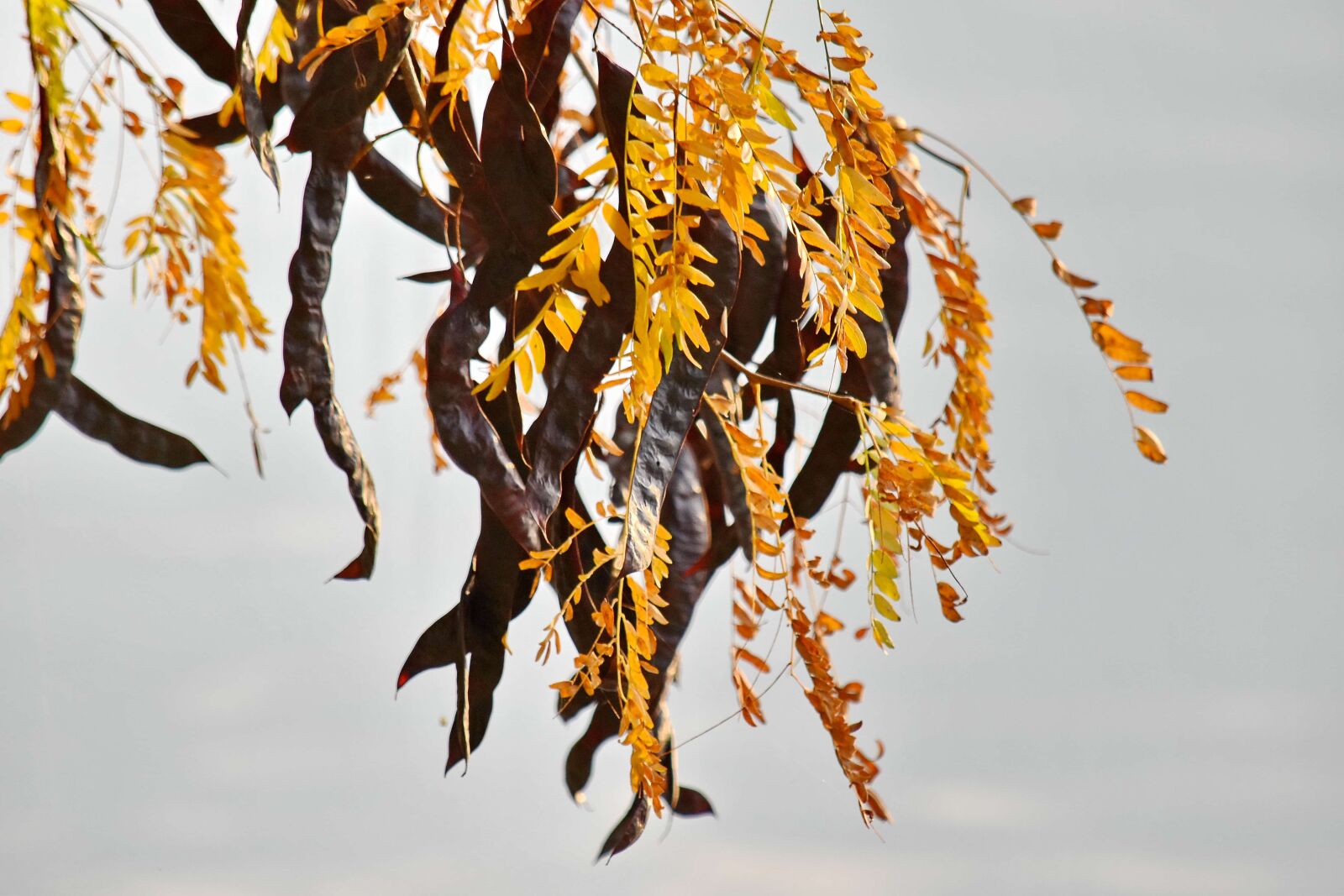 Nikon D5500 sample photo. Acacia, autumn season, branches photography