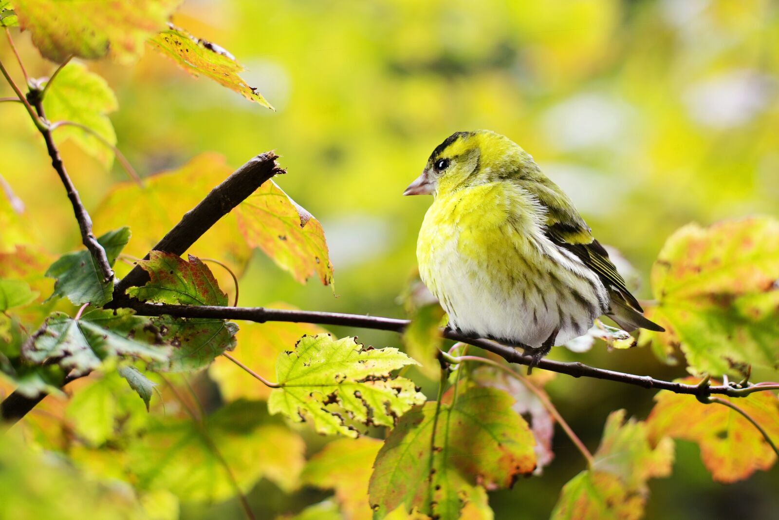 Canon EF 50mm F1.4 USM sample photo. Bird, yellow, nature photography