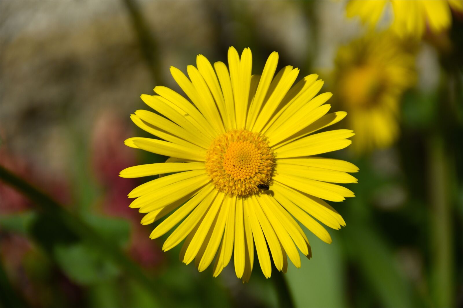 Nikon D5600 sample photo. Flower, yellow, petals photography