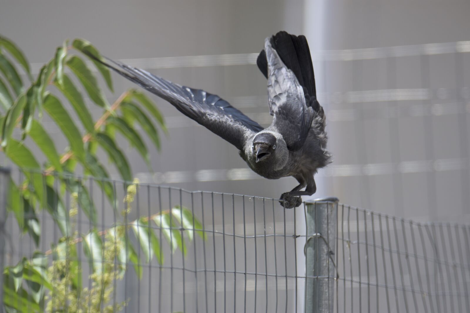 Nikon D7200 sample photo. Corvus cornix, play, bird photography