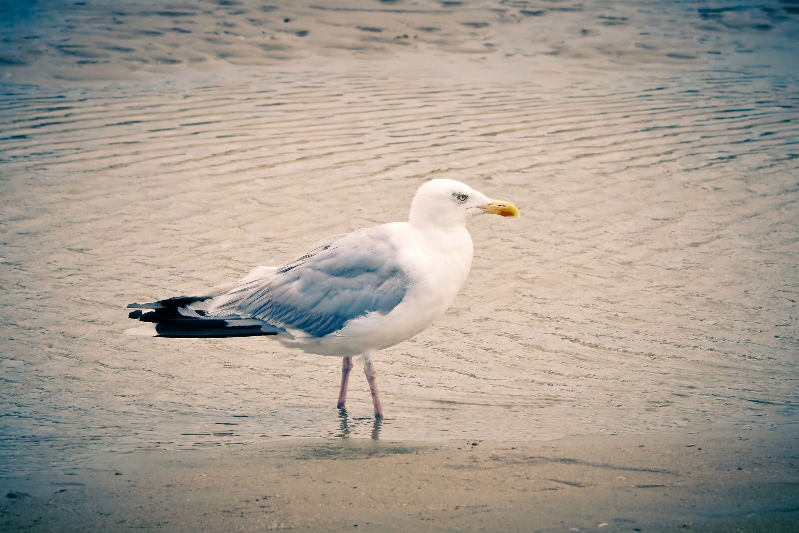 Olympus OM-D E-M10 sample photo. Seagull, beach, sea photography