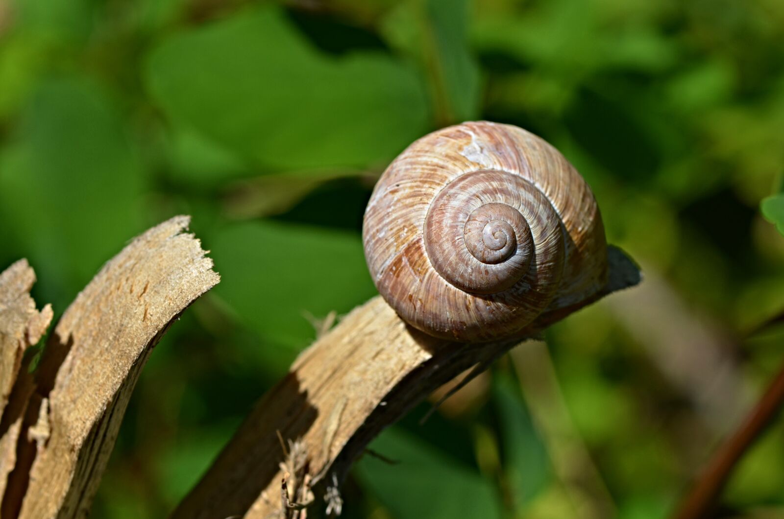 Nikon D5100 sample photo. Snail, shell, animal photography
