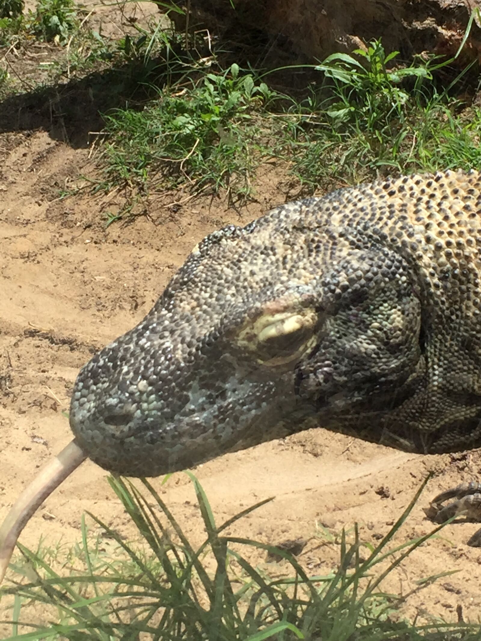 iPhone 6 back camera 4.15mm f/2.2 sample photo. Komodo, dragon photography