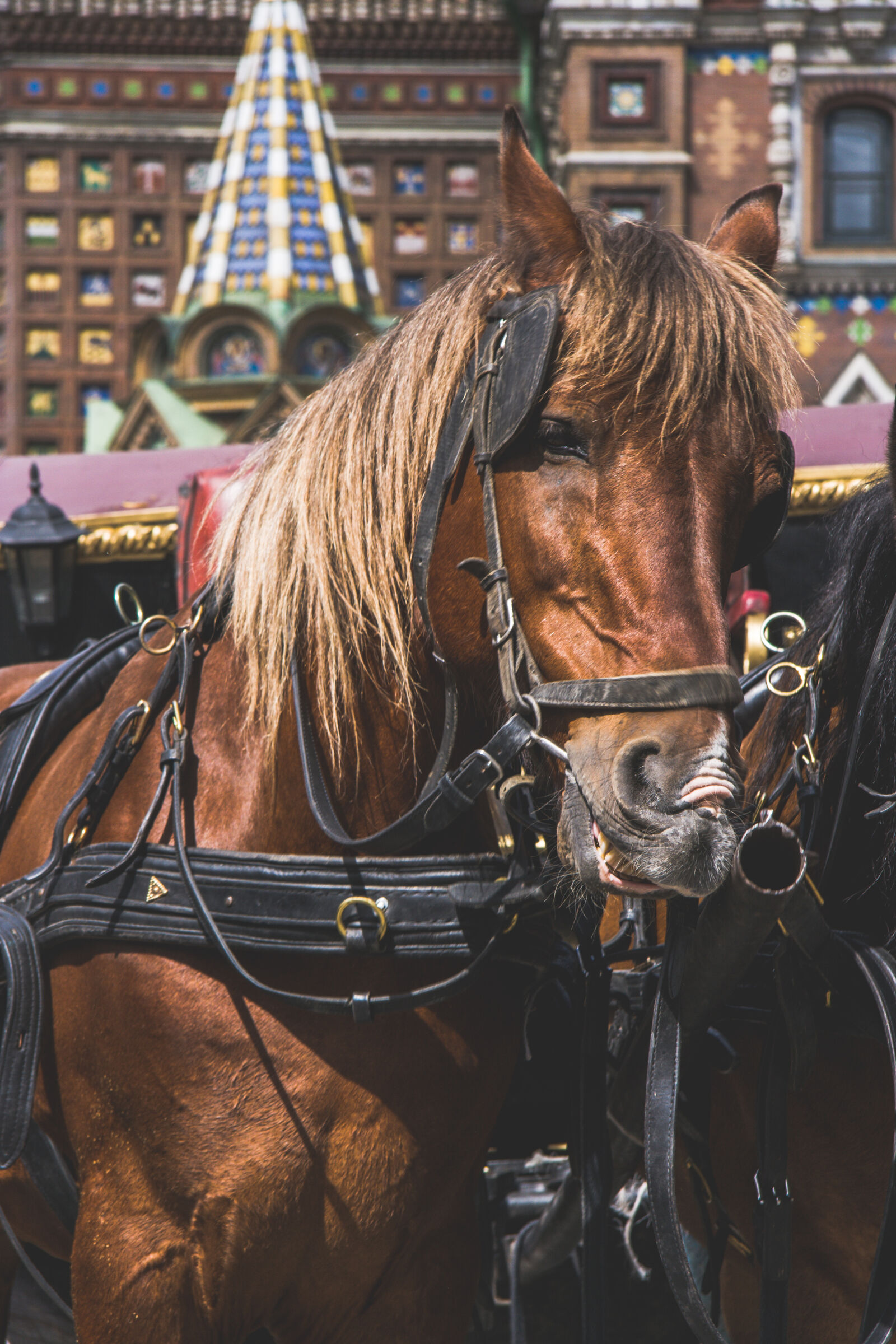 Canon EF-S 17-85mm F4-5.6 IS USM sample photo. Horse, horse, head, smile photography