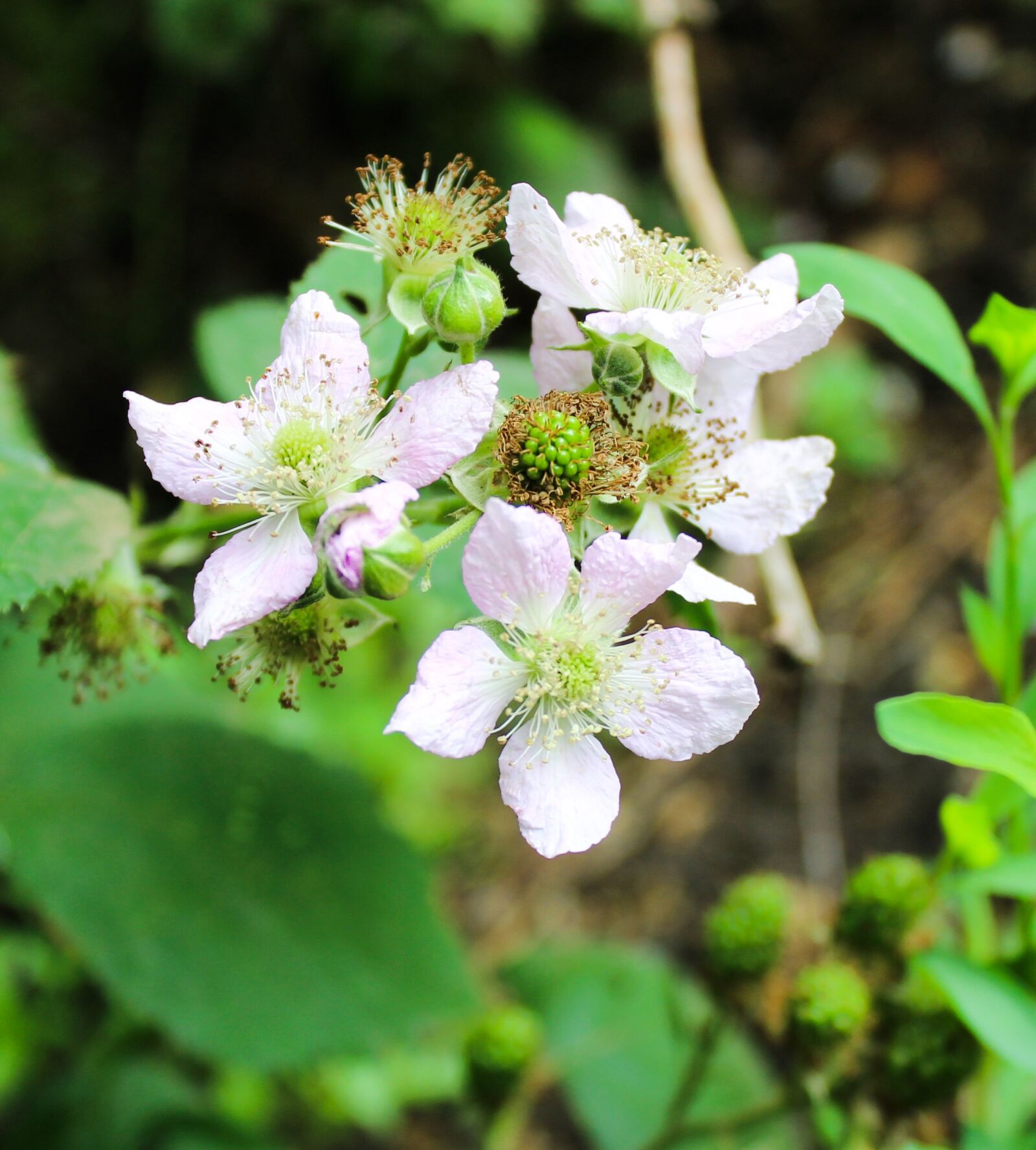 Canon EOS 600D (Rebel EOS T3i / EOS Kiss X5) sample photo. Flower, blackberry, garden photography