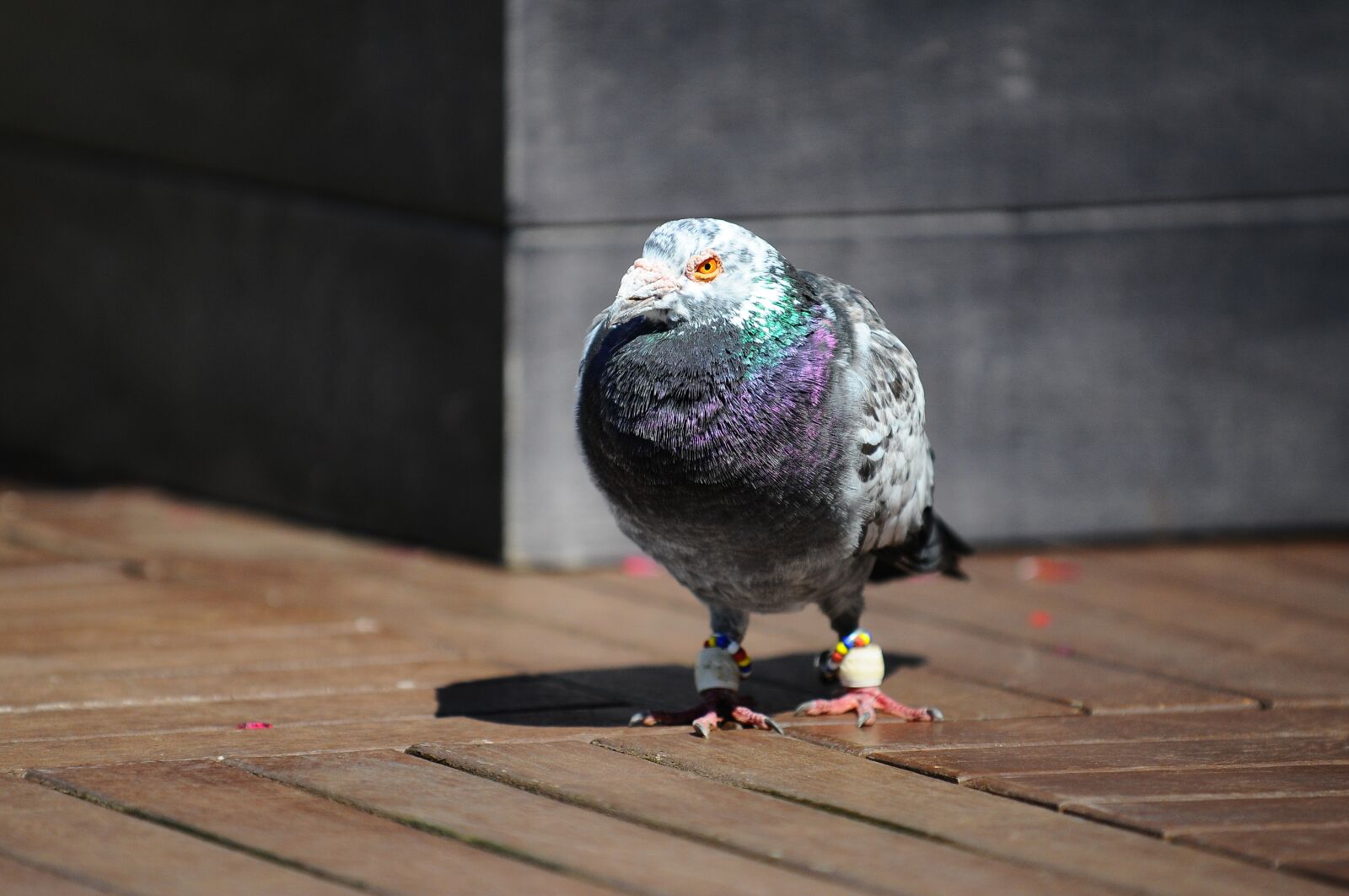 Nikon D300 sample photo. Pigeon, bird, animal photography