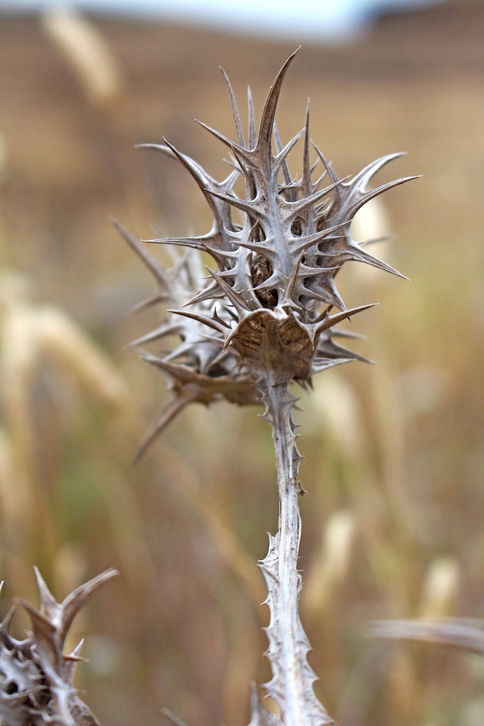 Canon EOS 700D (EOS Rebel T5i / EOS Kiss X7i) sample photo. Thistle, nature, plant photography