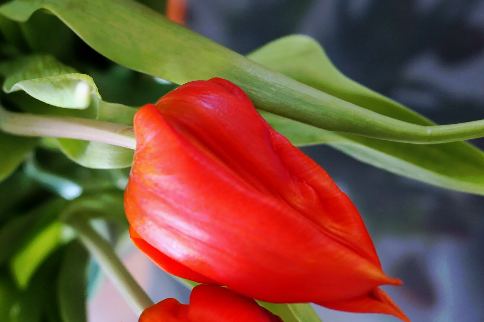 Panasonic Lumix DMC-LX10 (Lumix DMC-LX15) sample photo. Tulips, spring, flowers photography
