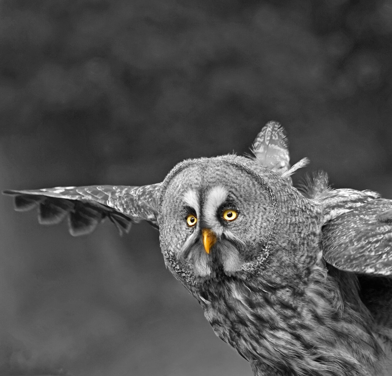 Sony a7 + Sony FE 24-240mm F3.5-6.3 OSS sample photo. Owl, flight, plumage photography
