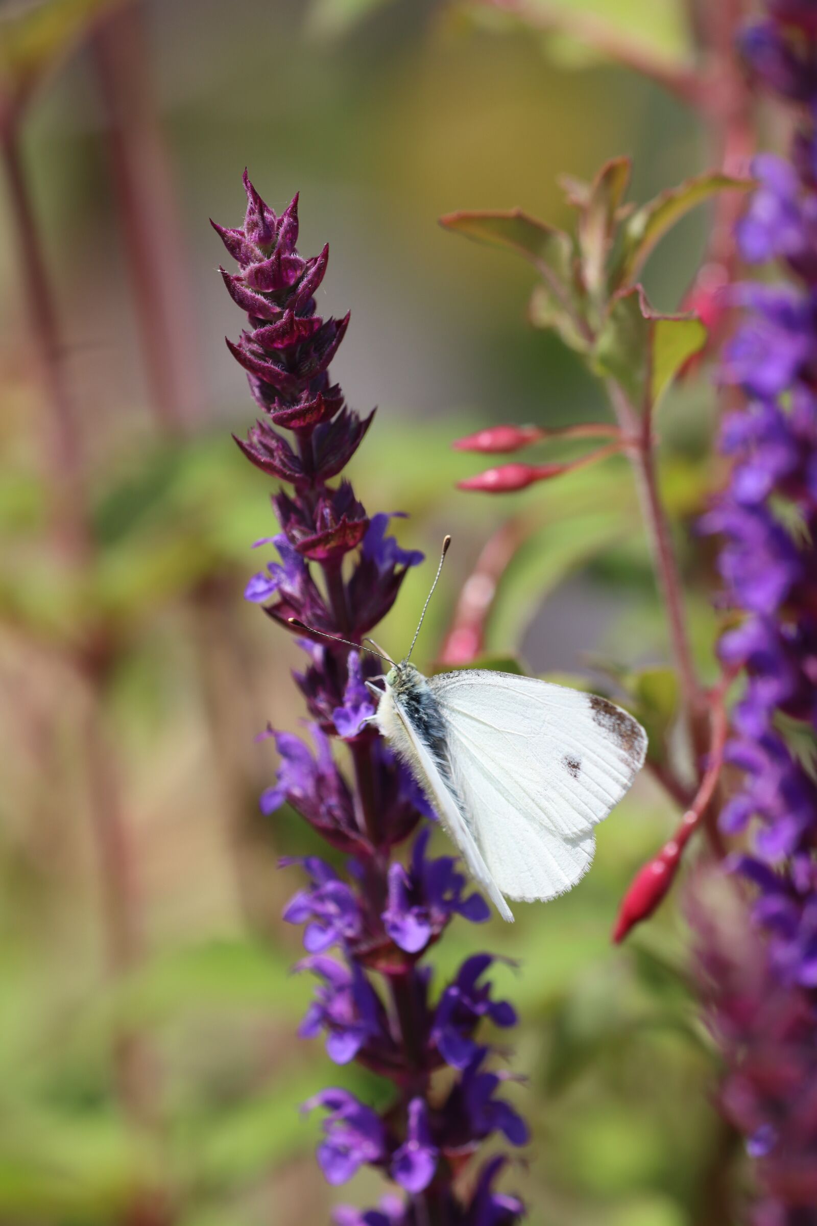 Canon EOS 90D sample photo. Drexel, insect, butterfly photography