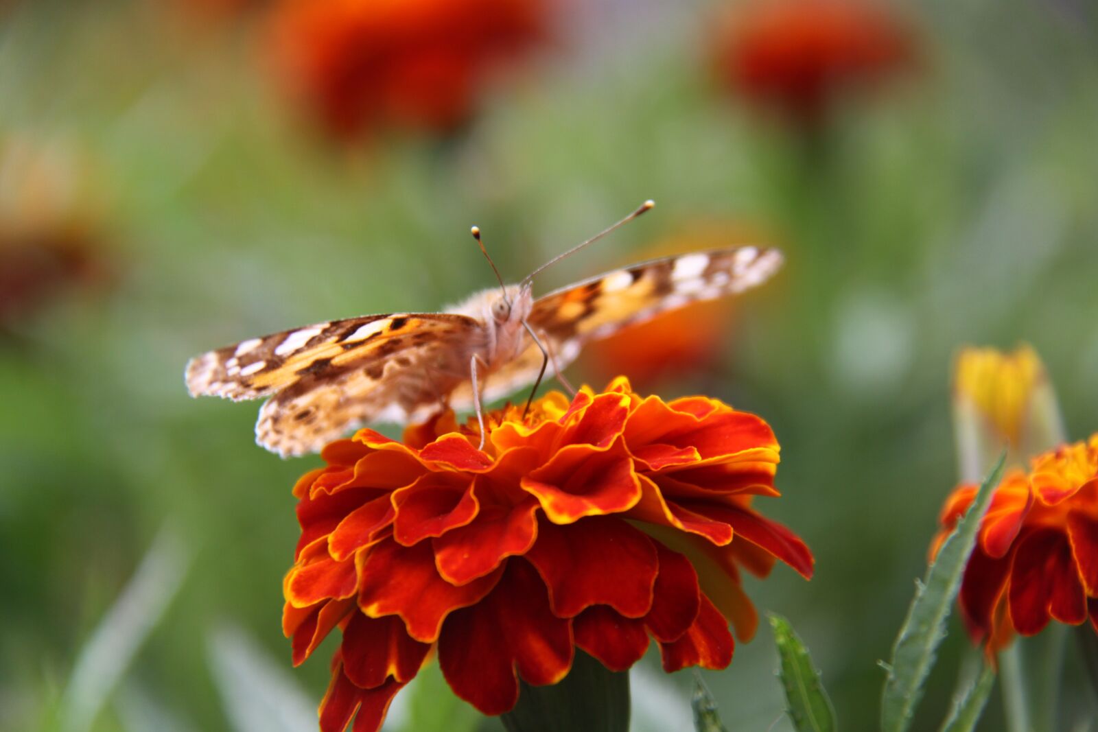 Canon EOS 50D sample photo. Marigold, red, orange yellow photography