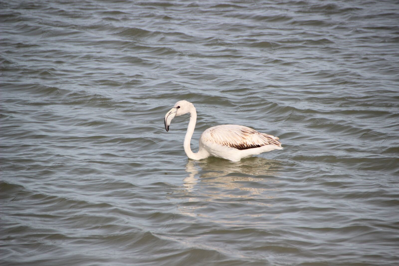 Canon EOS 600D (Rebel EOS T3i / EOS Kiss X5) sample photo. Flamingo, water bird, young photography