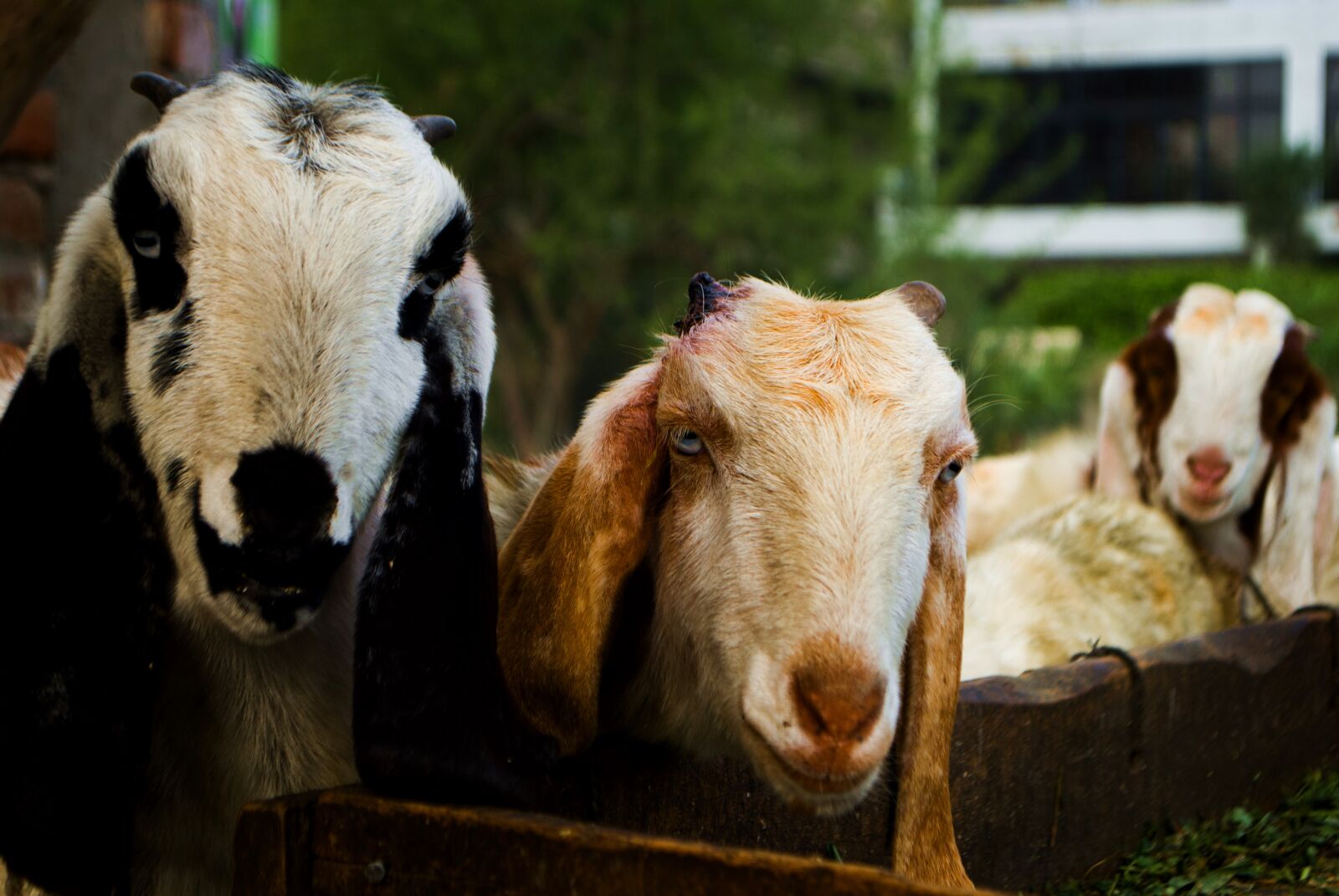 Nikon D3000 sample photo. Animal, photography, domestic, animal photography
