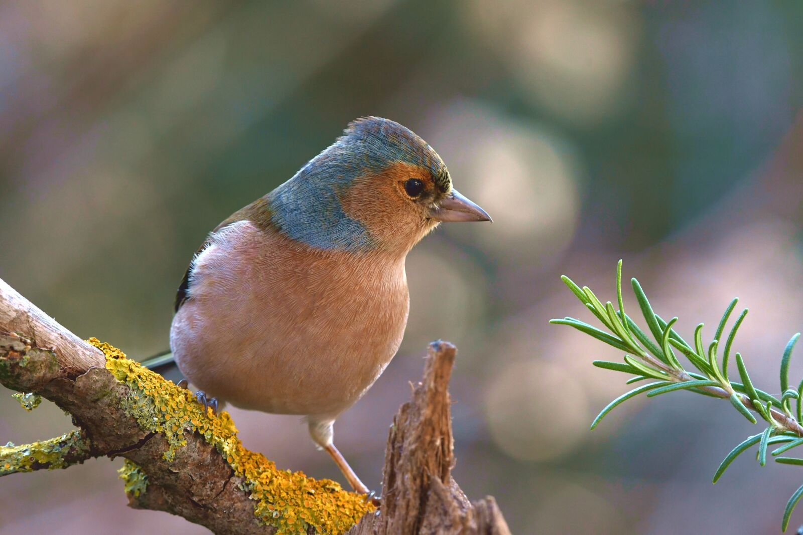 Nikon D7500 sample photo. Chaffinch bird, forest, plumage photography