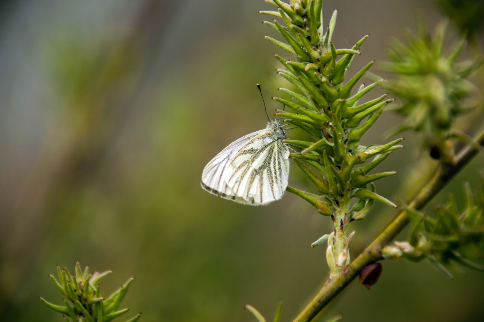 Nikon D5300 sample photo. Butterfly, cabbage white, willow photography