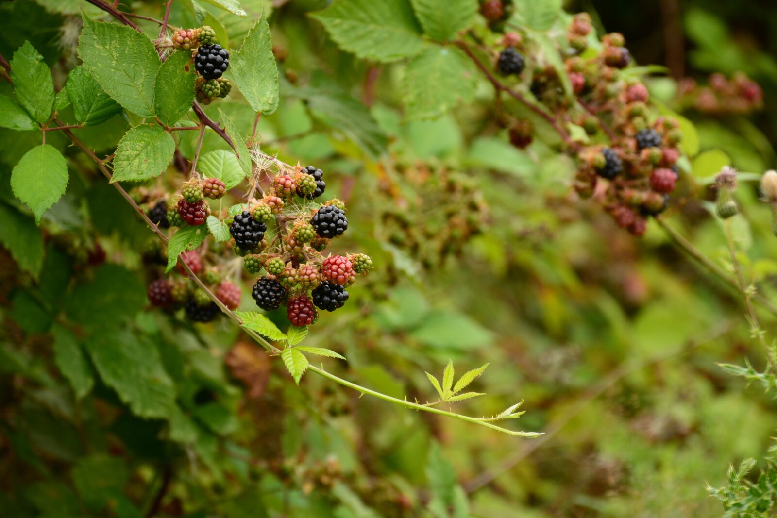 Nikon D7100 sample photo. Blackberries, berry, summer photography