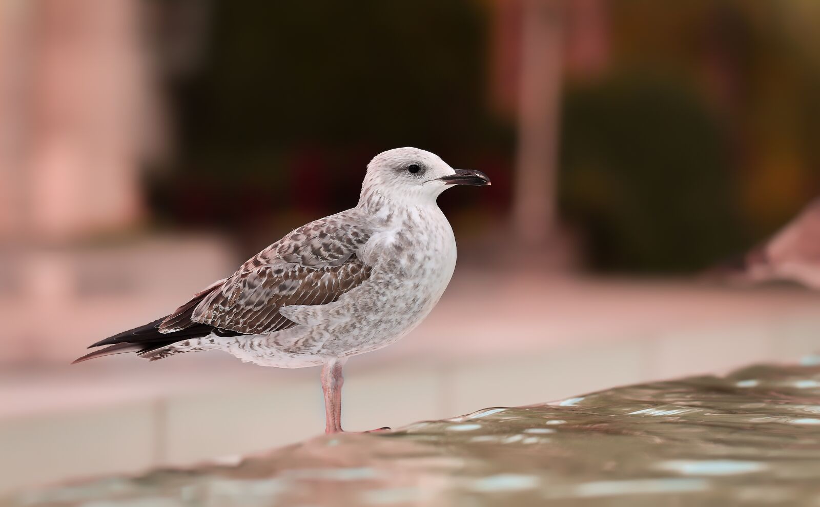 Nikon D810 sample photo. Bird, seagull, birds photography