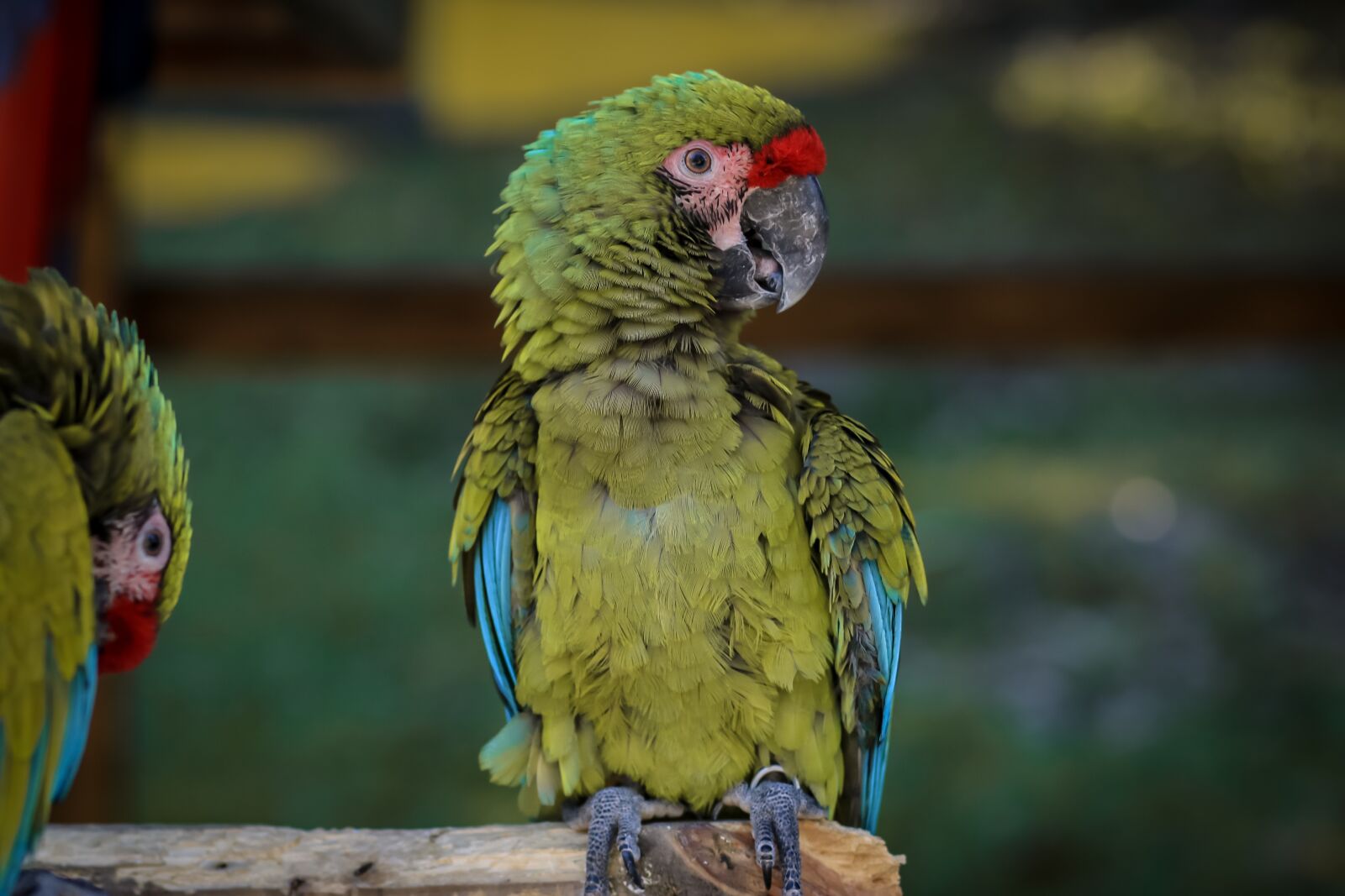Canon EOS 750D (EOS Rebel T6i / EOS Kiss X8i) + Canon EF 85mm F1.8 USM sample photo. Macaw, ave, bird photography