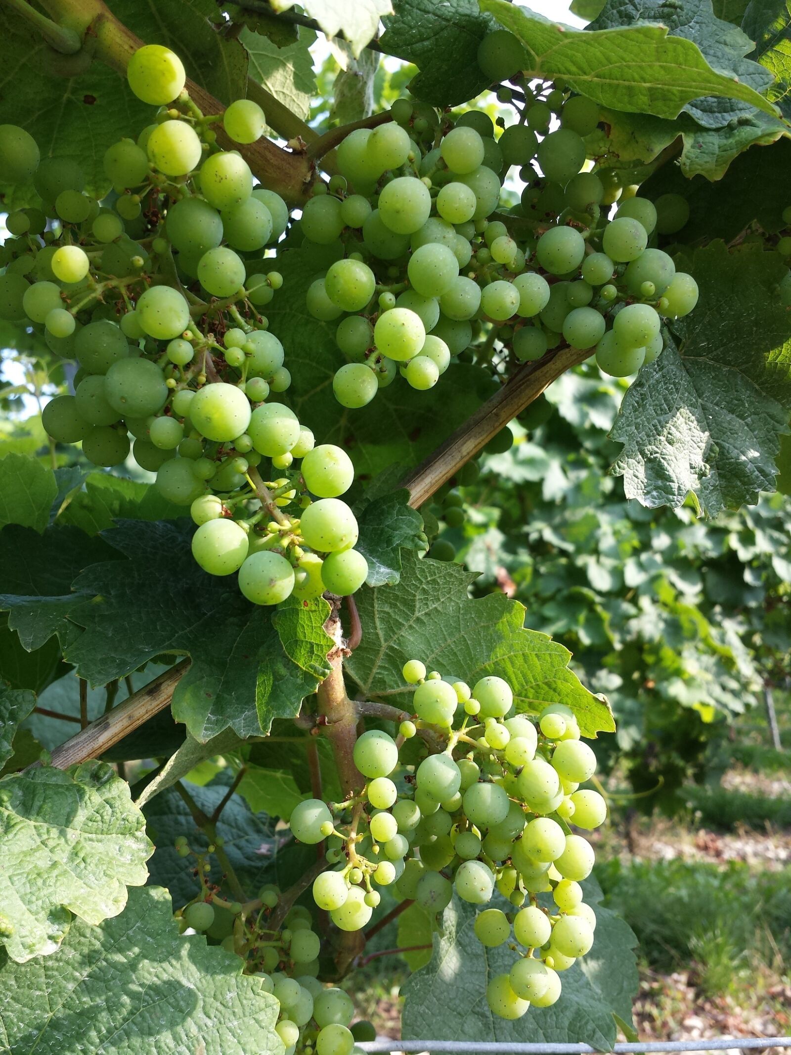Samsung Galaxy S4 sample photo. Grapes, autumn, light green photography