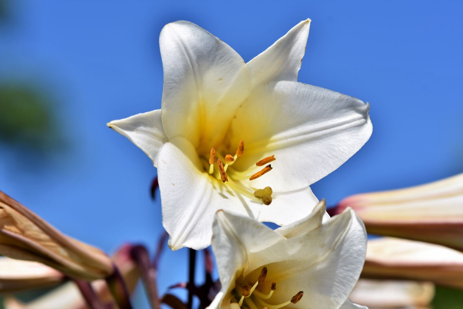 Nikon D7200 sample photo. Lily, blossom, bloom photography