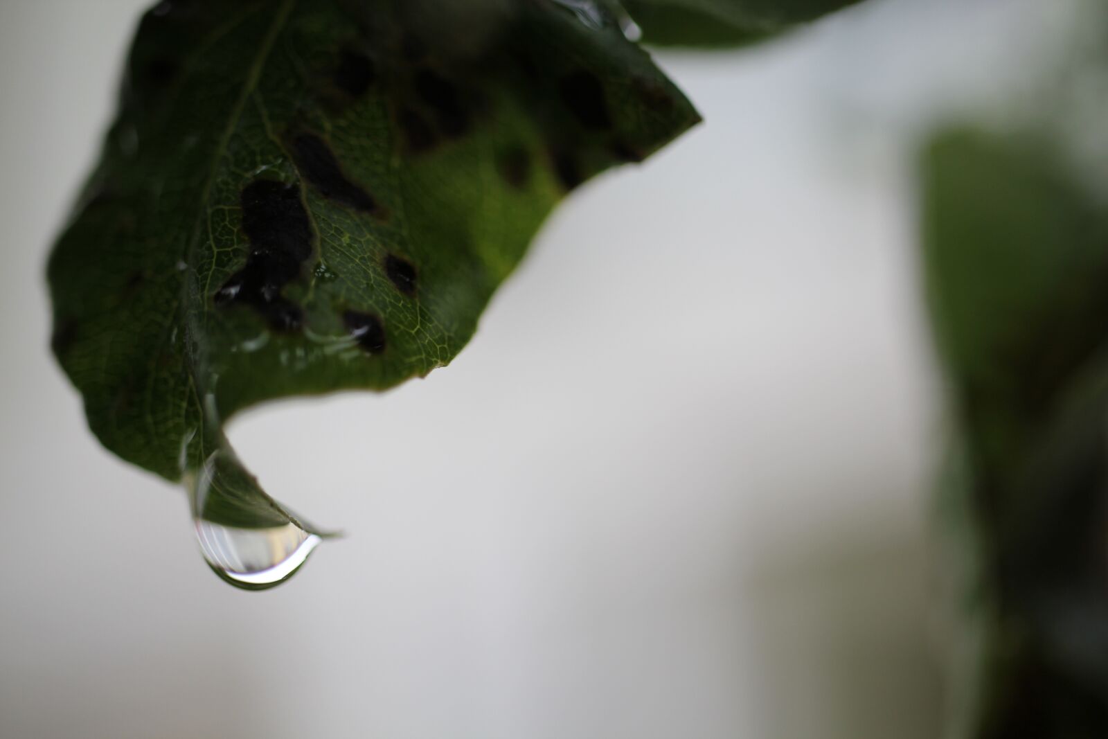 Canon EOS 550D (EOS Rebel T2i / EOS Kiss X4) sample photo. Leaf, rain, drop photography
