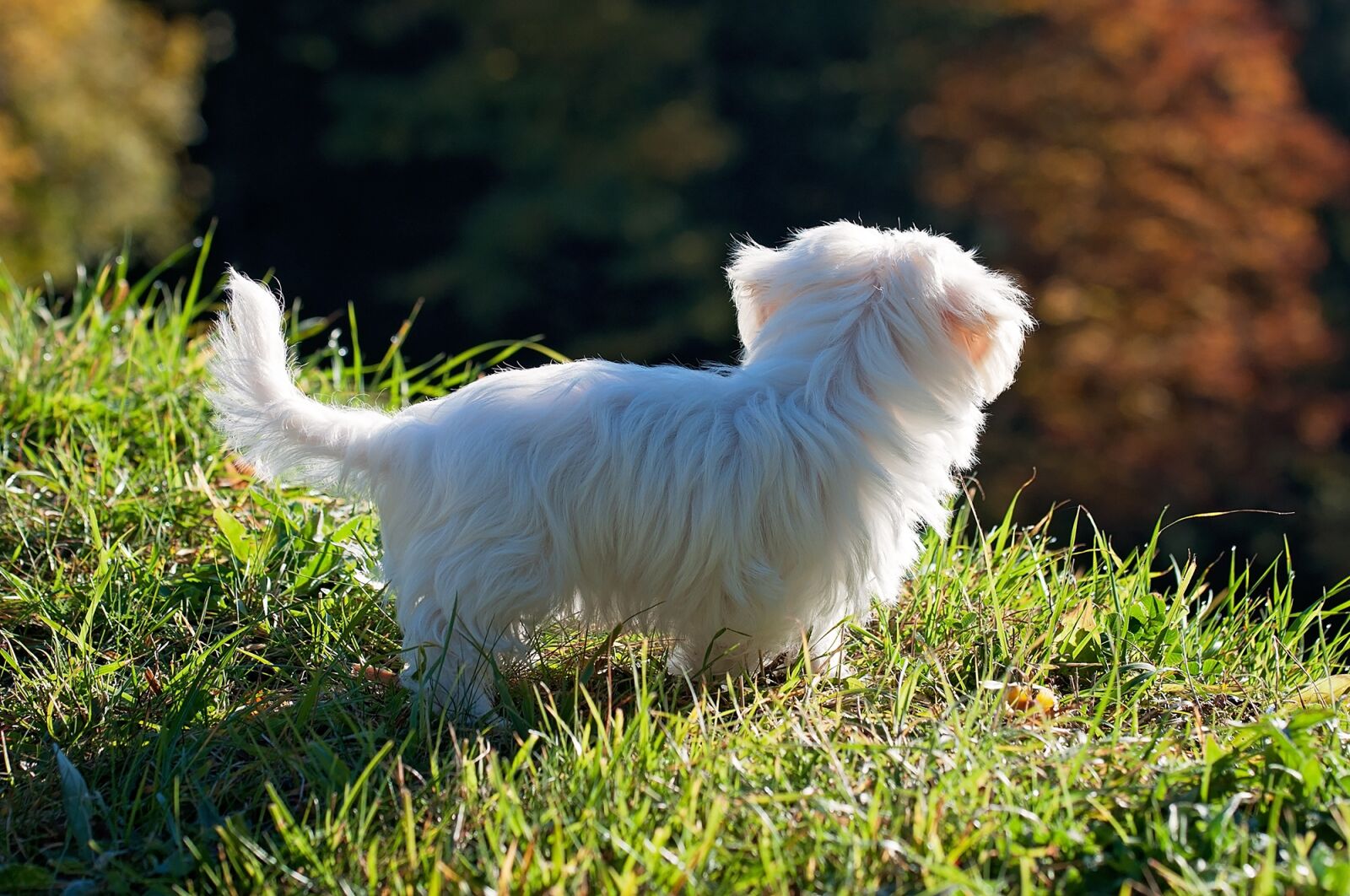 Nikon D90 sample photo. Dog, puppy, white photography