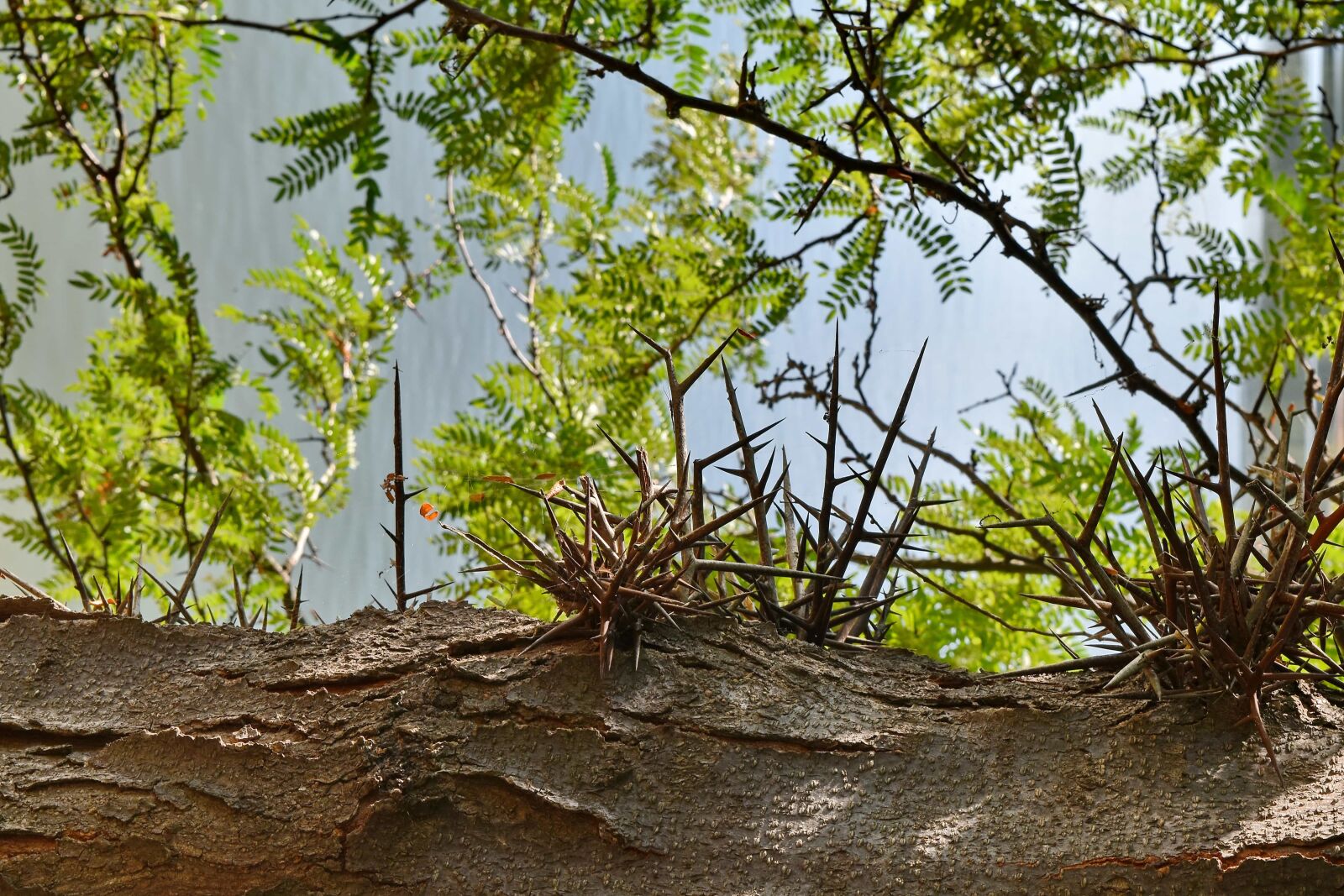 Nikon D5500 sample photo. Spike, thorn, nature, landscape photography