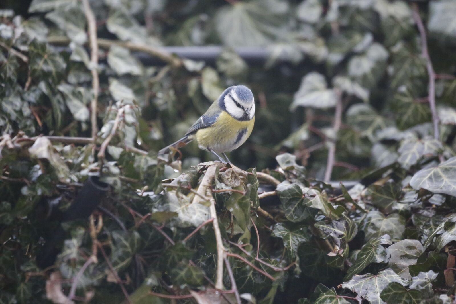 Canon EF 100-400mm F4.5-5.6L IS USM sample photo. Tit, bird, blue tit photography