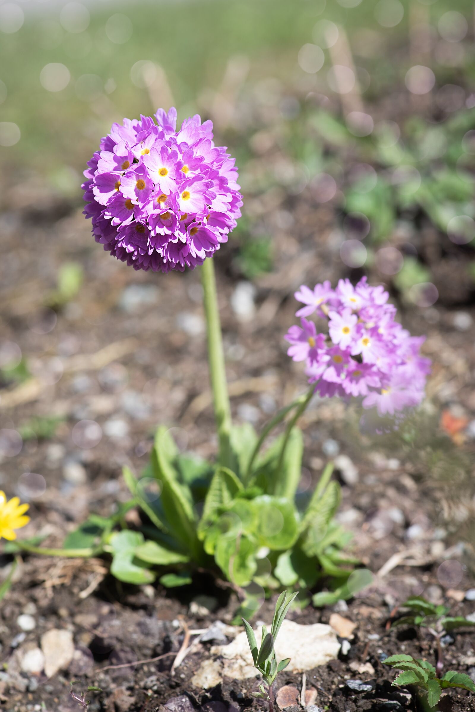 Nikon D750 sample photo. Primrose, drumstick, pink photography