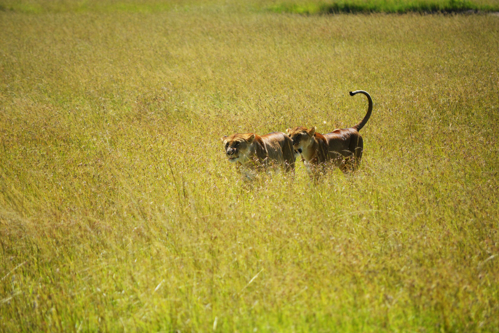 Nikon D5200 sample photo. Hunting, lioness photography