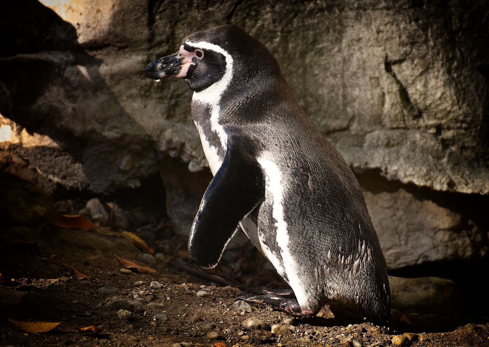 Nikon D7200 sample photo. Penguin, animal, animal world photography