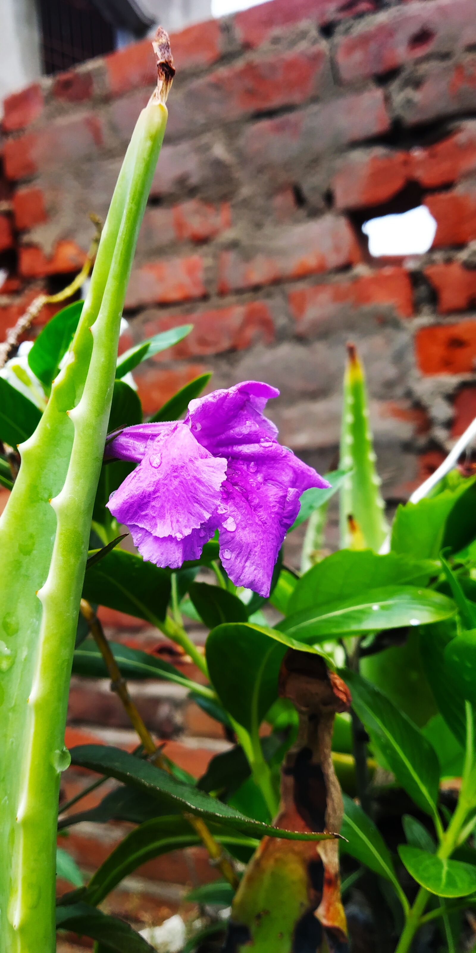 Xiaomi Redmi Note 5 Pro sample photo. Pink, green, plant photography