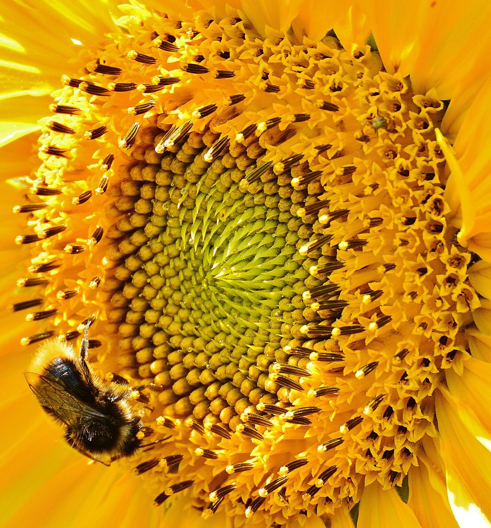 Nikon D3200 sample photo. Sunflower, hummel, summer photography